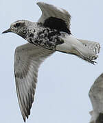 Grey Plover