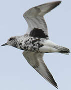 Grey Plover