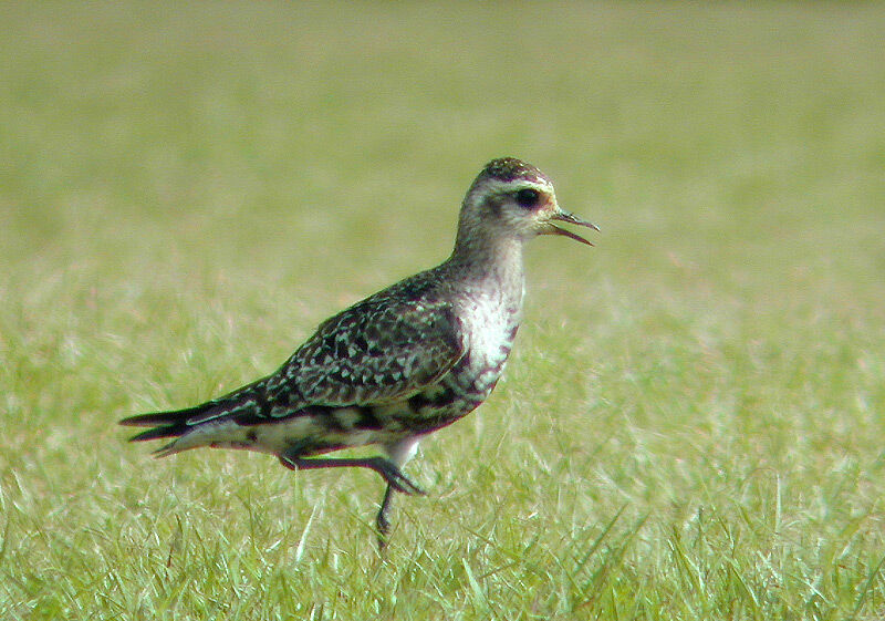 American Golden Plover