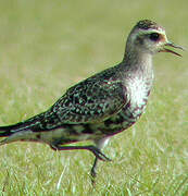 American Golden Plover