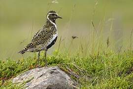 European Golden Plover