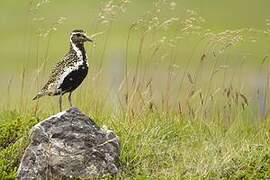 European Golden Plover