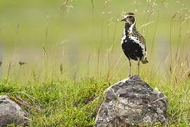 European Golden Plover