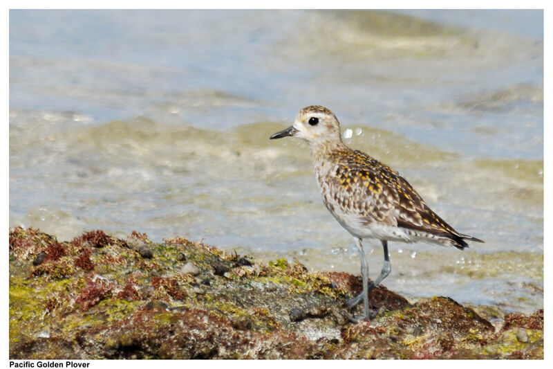 Pacific Golden Plover