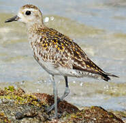 Pacific Golden Plover