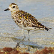 Pacific Golden Plover