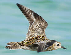 Pacific Golden Plover