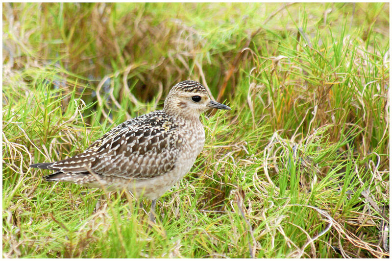 Pacific Golden Plover