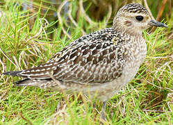 Pacific Golden Plover