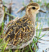 Pacific Golden Plover