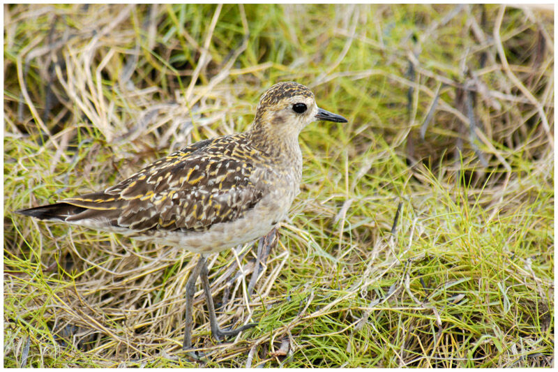 Pacific Golden Plover