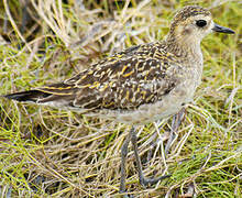 Pacific Golden Plover