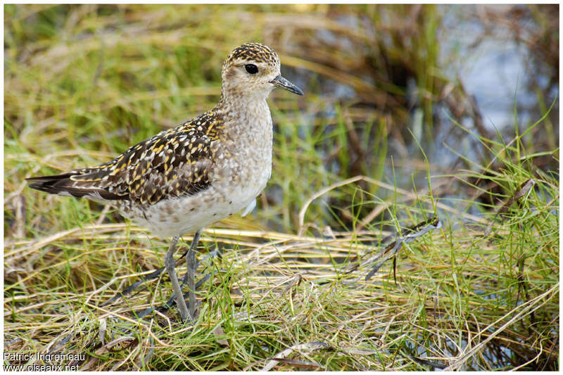 Pacific Golden Ploveradult post breeding, identification