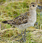 Pacific Golden Plover