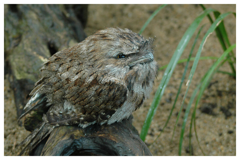 Tawny Frogmouth