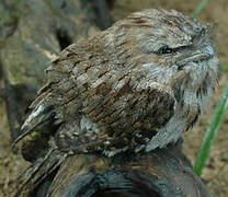 Tawny Frogmouth