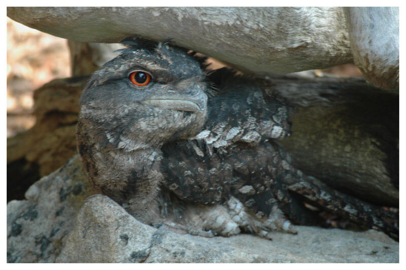 Papuan Frogmouthadult