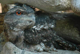 Papuan Frogmouth