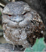 Papuan Frogmouth