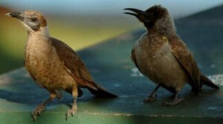 Little Friarbird