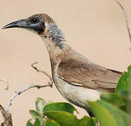 Little Friarbird