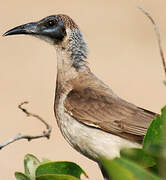 Little Friarbird