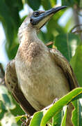 Little Friarbird