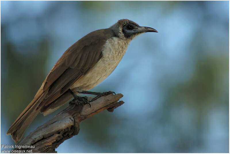 Little Friarbirdadult, identification