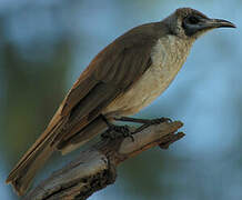 Little Friarbird