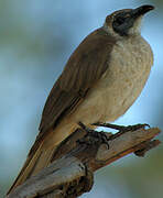 Little Friarbird