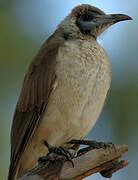 Little Friarbird