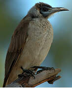 Little Friarbird