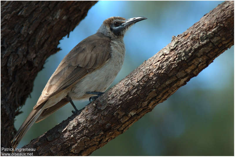 Little Friarbirdadult, identification