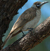 Little Friarbird