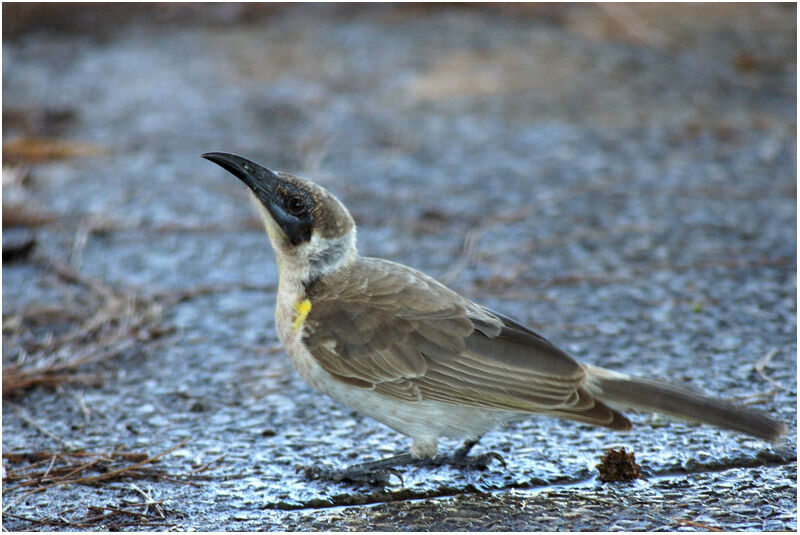 Polochion à menton jauneimmature