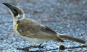 Little Friarbird