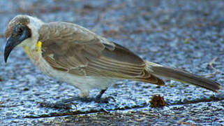 Little Friarbird