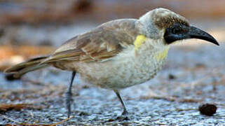 Little Friarbird