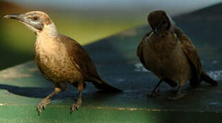 Little Friarbird