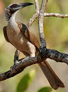 Helmeted Friarbird