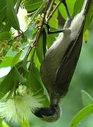 Helmeted Friarbird