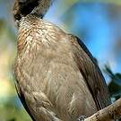 Polochion casqué