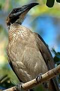 Helmeted Friarbird