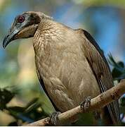 Helmeted Friarbird