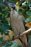 Helmeted Friarbird