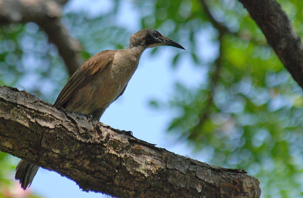 Helmeted Friarbird