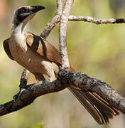 Helmeted Friarbird