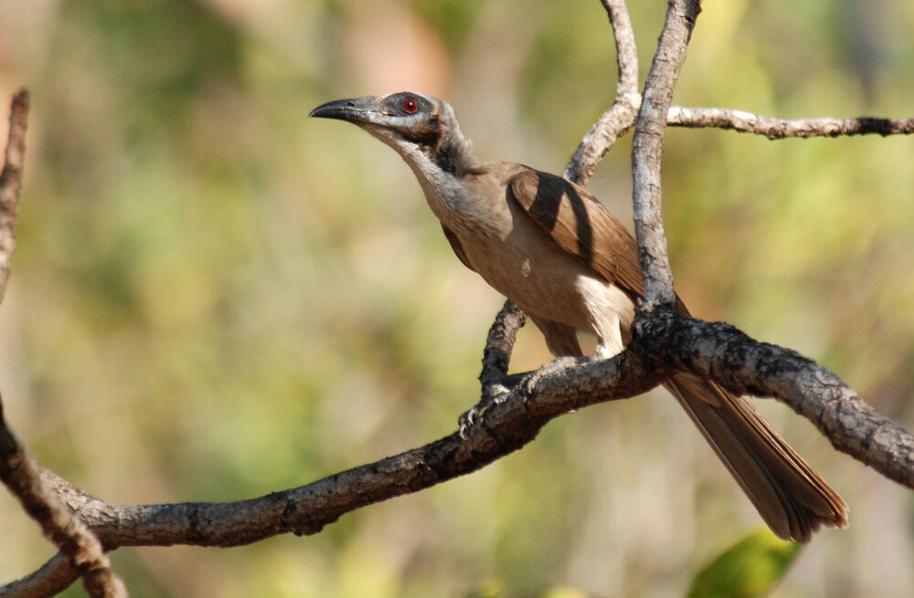 Helmeted Friarbirdadult, identification