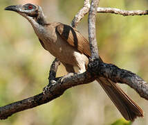 Helmeted Friarbird