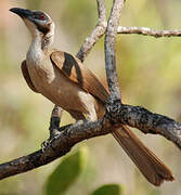 Helmeted Friarbird